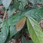 Microcos coriacea पत्ता