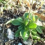 Pallenis spinosa Leaf