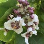 Catalpa bignonioidesVirág