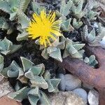 Faucaria tigrina പുഷ്പം