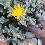 Faucaria tigrina Λουλούδι