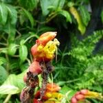Sanchezia speciosa Flower