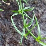 Silene saxifraga Folha