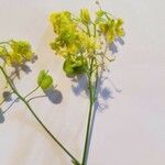 Biscutella laevigata 花