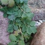 Chelidonium majus Blad