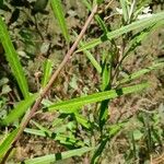 Gomphocarpus fruticosus Feuille