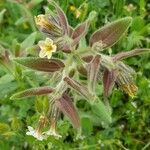 Nonea vesicaria 花