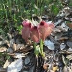 Serapias neglecta 花