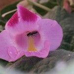 Proboscidea louisianica Kwiat