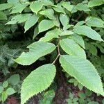 Ostrya virginiana Leaf