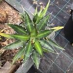 Agave lophantha Листок