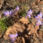 Crocus speciosus Habitus