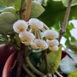 Hoya lacunosa Flower