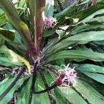 Crinum asiaticum Кветка