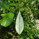 Ilex paraguariensis Leaf