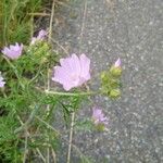 Malva alceaFlower