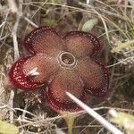 Edithcolea grandis Ostatní