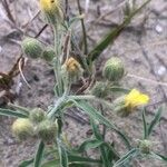 Andryala integrifolia Floare