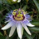 Passiflora caeruleaফুল