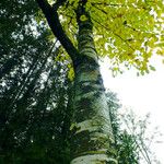 Betula maximowicziana Habit