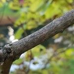 Clerodendrum trichotomum Bark