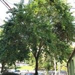 Cassia abbreviata عادت داشتن