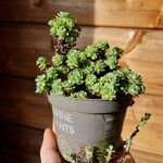 Rhodiola pachyclados Λουλούδι