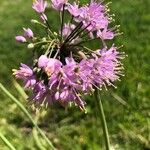 Allium stellatum Çiçek