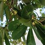 Terminalia lucida Folla