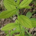 Hypericum hirsutum Blad