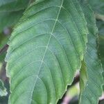 Leea guineensis Feuille