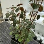 Peperomia verticillata Feuille