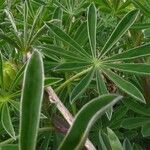 Lupinus albus Feuille