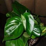 Philodendron hederaceum Fulla