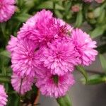 Symphyotrichum dumosum Flower