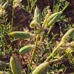 Astragalus racemosus Frutto