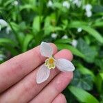Galanthus woronowii Květ