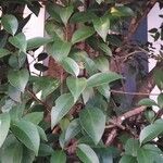 Ligustrum japonicum List