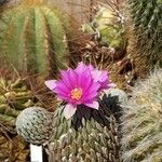 Pelecyphora strobiliformis Flower