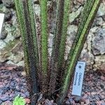 Allantodia maxima Corteza