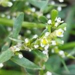 Polygonum aviculare Flower