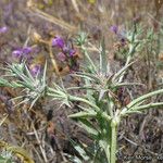 Eryngium aristulatum ᱛᱟᱦᱮᱸ