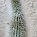 Cleistocactus baumannii Leaf