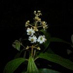 Miconia xalapensis Bloem