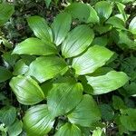 Polygonatum latifolium 葉