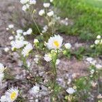 Erigeron strigosus Fula