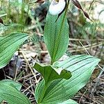 Cypripedium montanum Elinympäristö