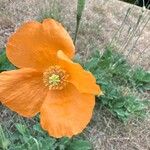 Papaver atlanticum പുഷ്പം