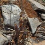 Phelipanche rosmarina Habitat