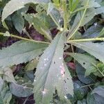 Senecio brasiliensis Hoja